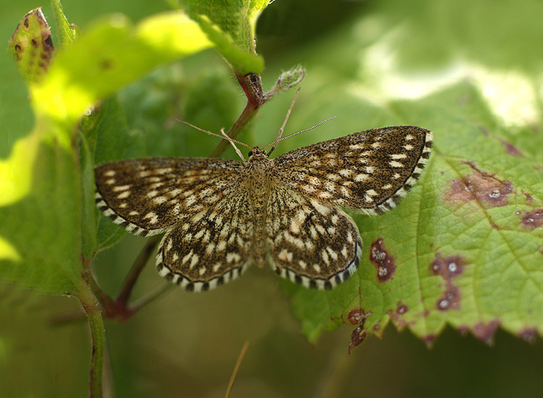 Scopula tessellaria